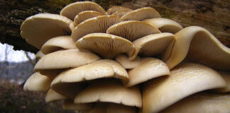 विषालु च्याउ खाँदा इलाममा दुई जनाकाे मृत्यु