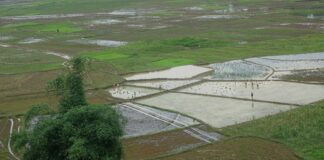 राष्ट्रिय धान दिवस : यो वर्ष २७ प्रतिशत मात्रै धान राेपाइँ