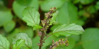 आज निर्जला एकादशी, घरघरमा तुलसीको बिउ राखिँदै