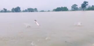 रूपन्देहीको गैडहवामा बाढीले ३० लाखबढीका माछा बगायाे