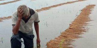 धानबालीमा क्षति भोगेका किसानले एक महीनाभित्रै राहत पाउने