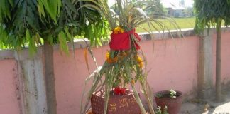 आज हरिबोधिनी एकादशी : तुलसी दामोदरको विवाह गरी मनाइँदै