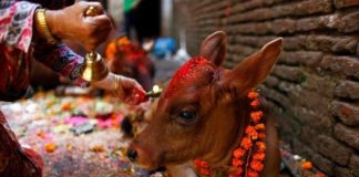 आज गाईजात्रा मनाइदै,बुटवलसहित विभिन्न पालिकामा बिदा