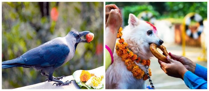 kag_and_kukur_tihar_u6k1I85A6f