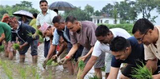 धानदिवसमा बुटवलका मेयर पाण्डेसहितको टोलीद्वारा किसानको खेतमा रोपाइँ