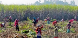 कपिलवस्तुका उखु किसान आन्दोलनमा