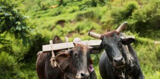 पाल्पाको रिब्दीकोटमा गोरु पाल्ने किसानलाई प्रोत्साहन भत्ता