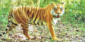 घाँस काट्न गएका सासु-बुहारीको बाघको आक्रमणबाट मृत्यु
