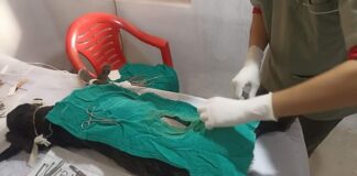 बुटवलमा सामुदायिक कुकुरको बन्ध्याकरण र रेविजविरुद्धको खोप