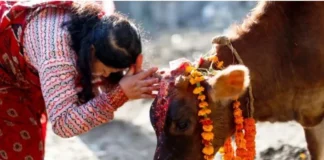 आज कार्तिक शुक्ल प्रतिपदा : गोरु, गोवर्द्धन र हली पूजा