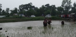 राष्ट्रिय धान दिवस : बुटवल उपमहानगरपालिकामा करिब ४० प्रतिशत धान राेपाई सकियो