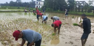 क्रान्तिकारी कम्युनिस्ट पार्टी नवलपरासीद्वारा शहिद परिवारको खेतमा धान रोपाई