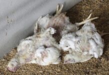 नवलपरासीमा बर्ड फ्लु पुष्टि, दुई सय कुखुरा नष्ट