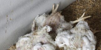 नवलपरासीमा बर्ड फ्लु पुष्टि, दुई सय कुखुरा नष्ट