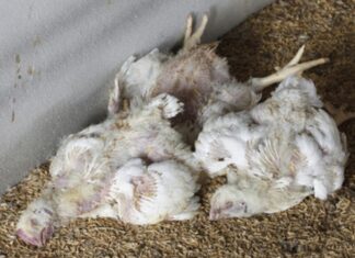 नवलपरासीमा बर्ड फ्लु पुष्टि, दुई सय कुखुरा नष्ट