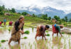 आज असार १५, राष्ट्रिय धान दिवस मनाइँदै