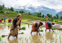आज असार १५, राष्ट्रिय धान दिवस मनाइँदै