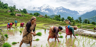 आज असार १५, राष्ट्रिय धान दिवस मनाइँदै