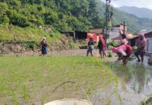 असारको अन्तिम दिनसम्म देशभर करिब ६२ प्रतिशत धान रोपाइँ