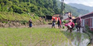असारको अन्तिम दिनसम्म देशभर करिब ६२ प्रतिशत धान रोपाइँ