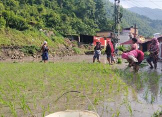 असारको अन्तिम दिनसम्म देशभर करिब ६२ प्रतिशत धान रोपाइँ