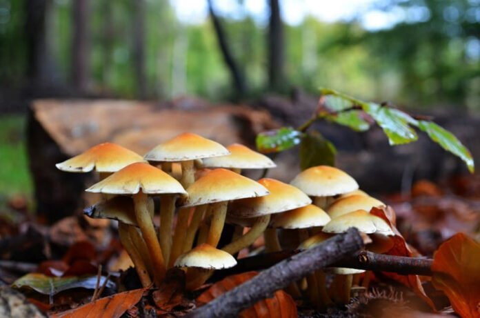 fungus-fall-forest-mushrooms-nature-wallpaper-preview